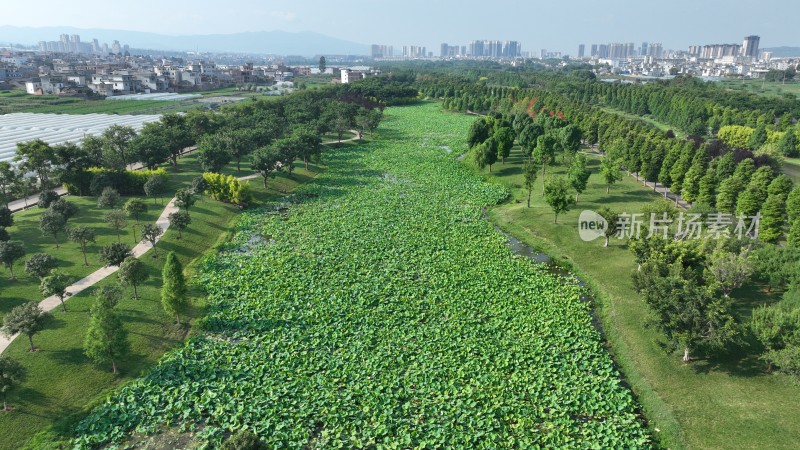 航拍云南弥勒市甸溪河湿地荷花池塘绿色生态