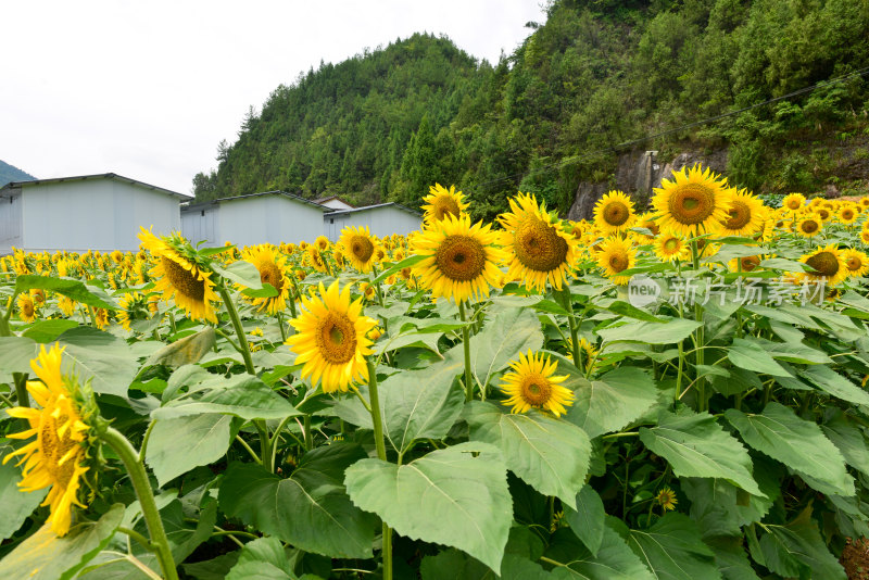 美丽田野田园太阳花葵花花朵向日葵