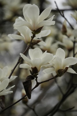 盛开的玉兰花特写