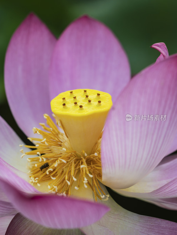 荷花特写