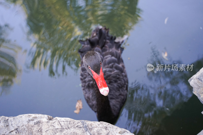 黑天鹅在水中特写