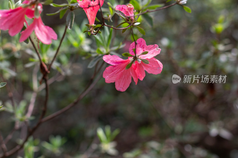 杭州植物园盛开的粉红色杜鹃花