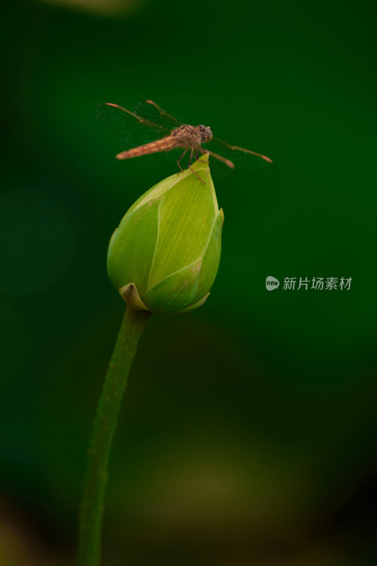 荷花苞上的蜻蜓