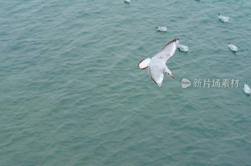 一大队游水的海鸥上一只飞起的海鸥