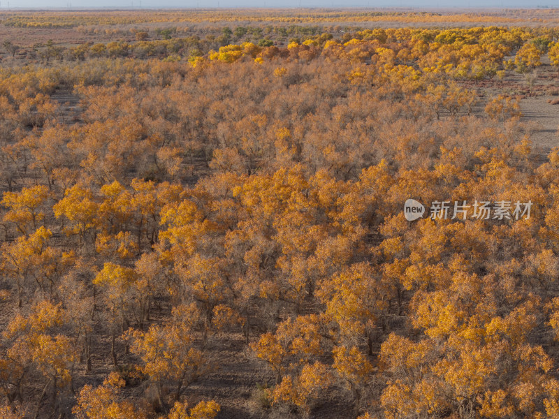 新疆南疆巴州沙雅139秘境公路胡杨林航拍