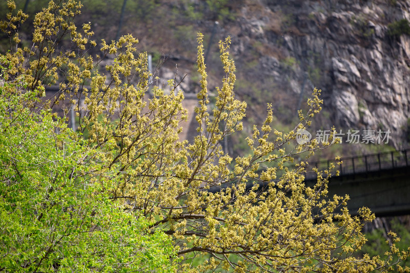 山里春天的植物生长发芽