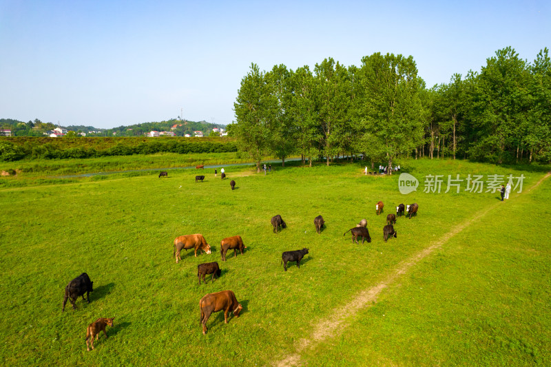 航拍兰布统木兰围场坝上的牛群