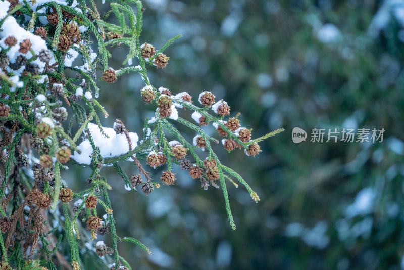 冬天落雪的松果