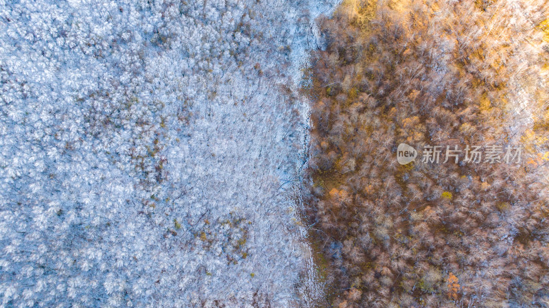 航拍森林中一半雪景一半秋景的景象