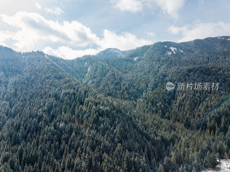 冬天的森林雪景