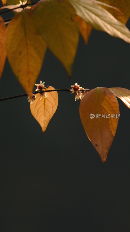 枝头秋叶与花朵的自然景象