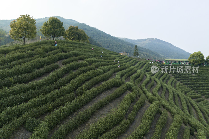 杭州大径山茶园风光