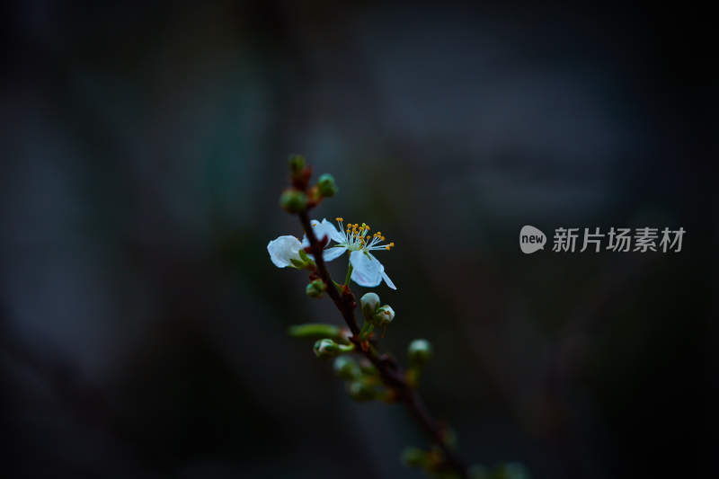 特写白色花卉与花苞