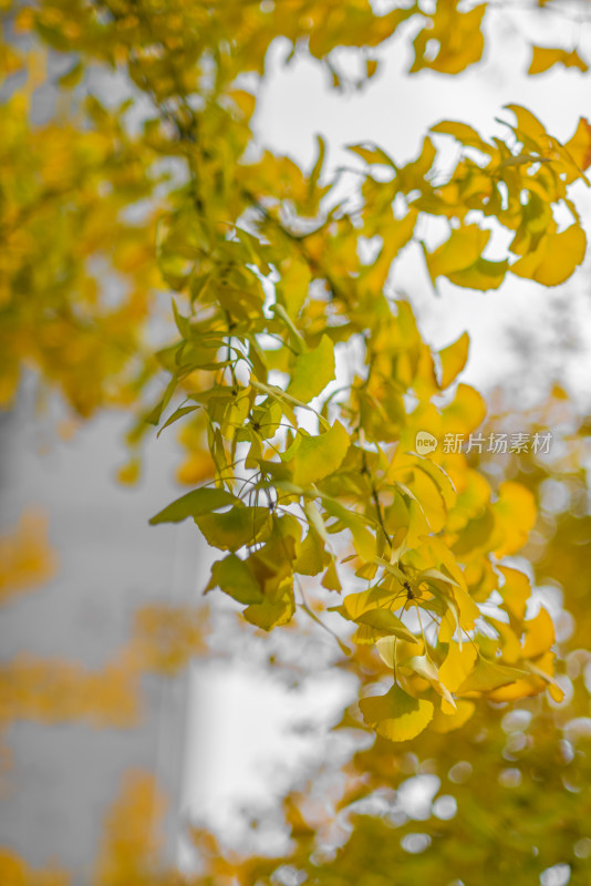 秋天阳光下的银杏树叶