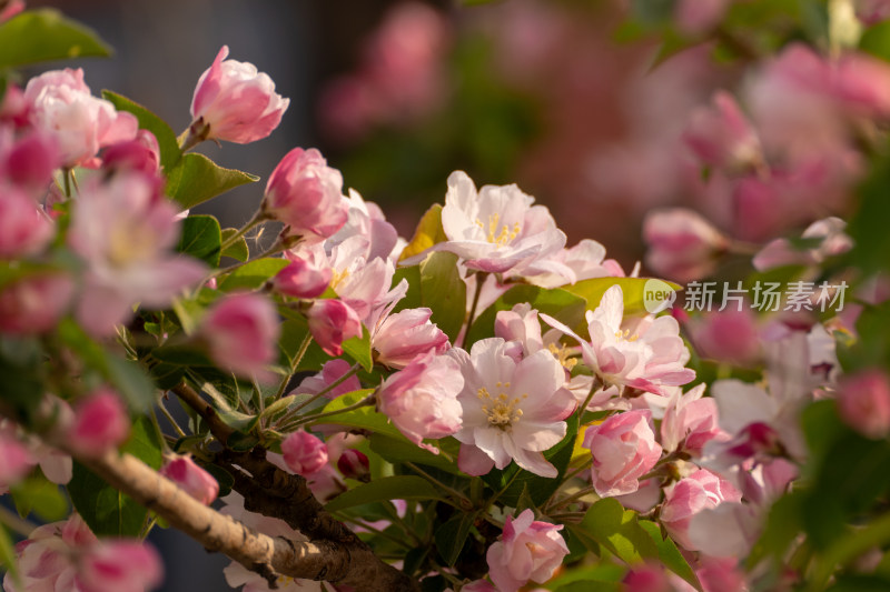 盛开的海棠花特写镜头