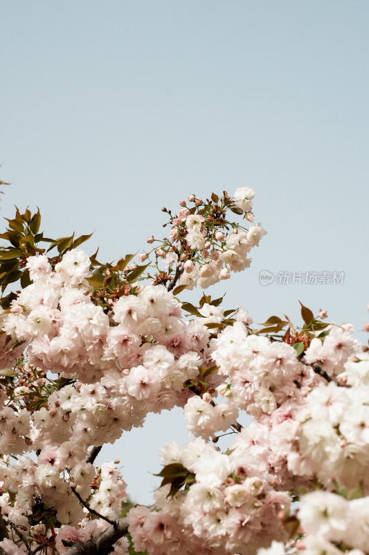 北京莲花池公园樱花