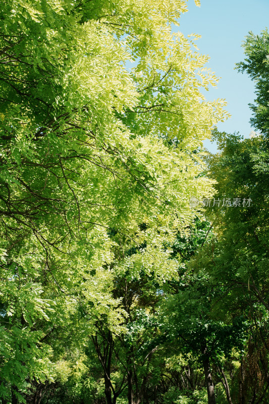 北京南苑森林湿地公园风景