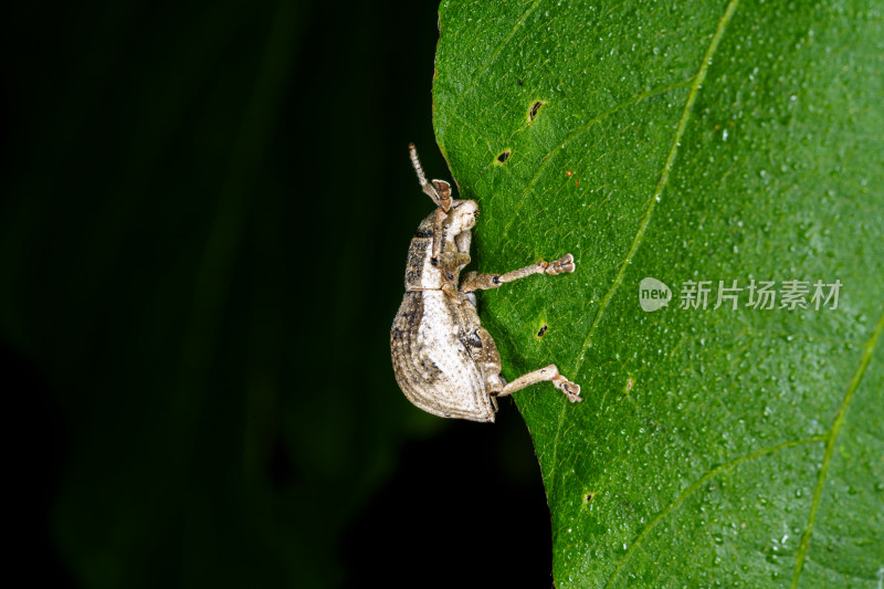 绿叶上停留着癞象属未定种甲虫