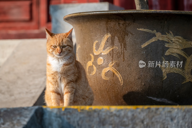 镜头中的橘猫