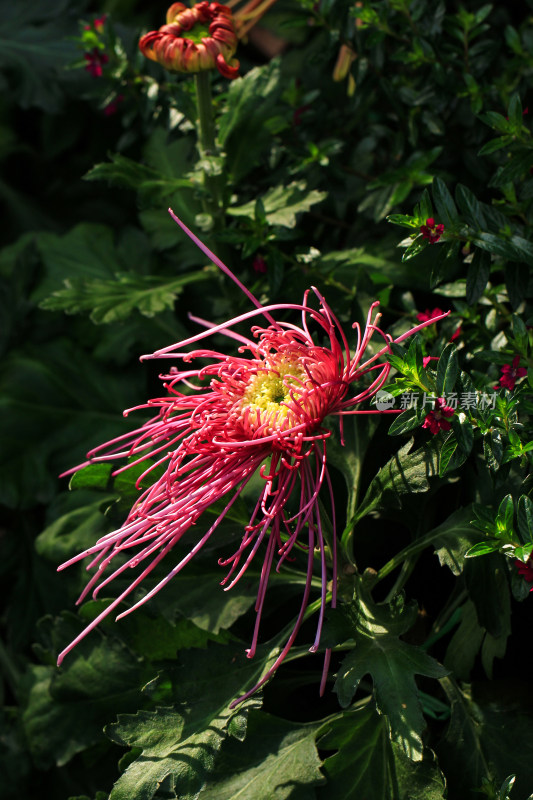 菊花鲜花实拍素材