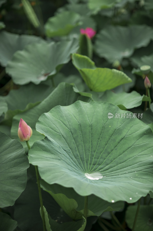 夏季公园荷塘荷叶丛中荷花特写