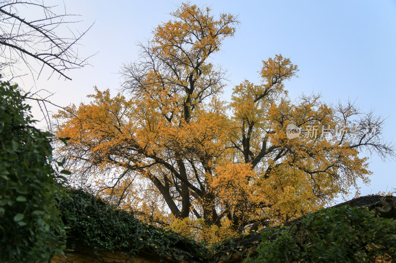 寺庙古银杏 苏州治平寺