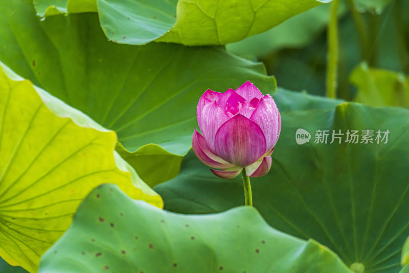 上海荷花园荷花