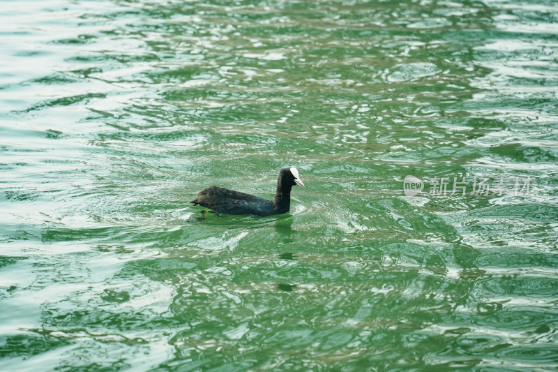 太湖湖滨湿地公园白骨顶