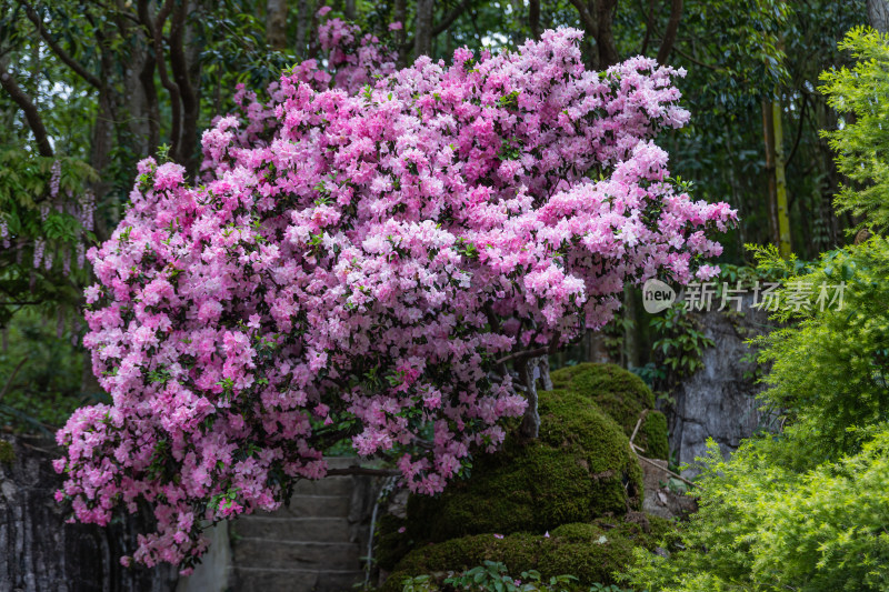 映山红、杜鹃花