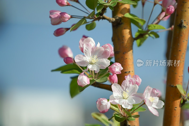 粉色花朵盛开于树木枝干间的景象