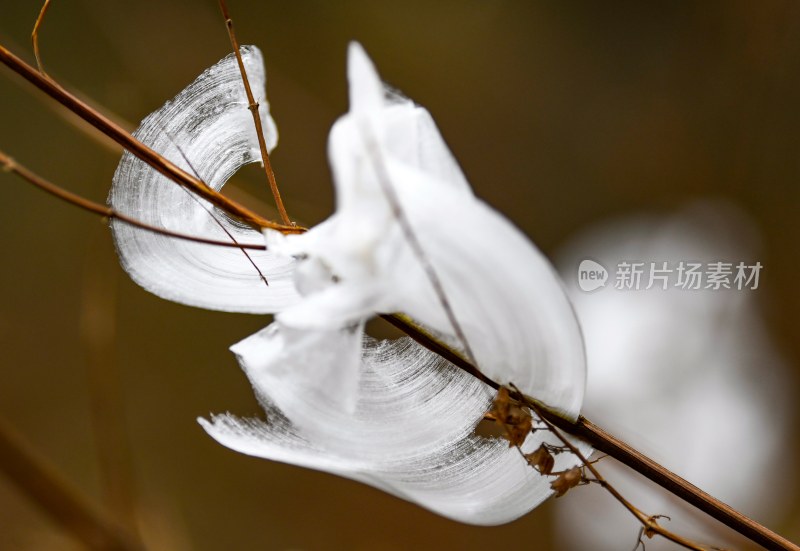 重庆酉阳：冻雨.冰花