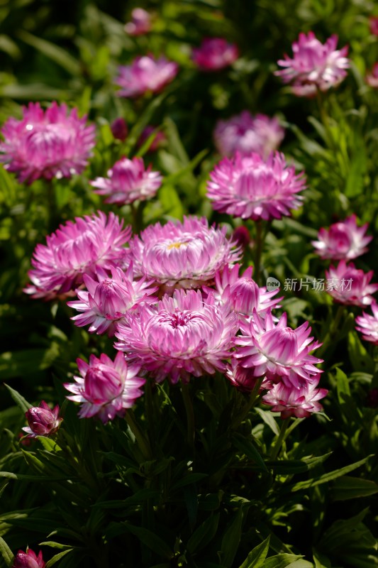 厦门园博苑郁金香花展上的蜡菊