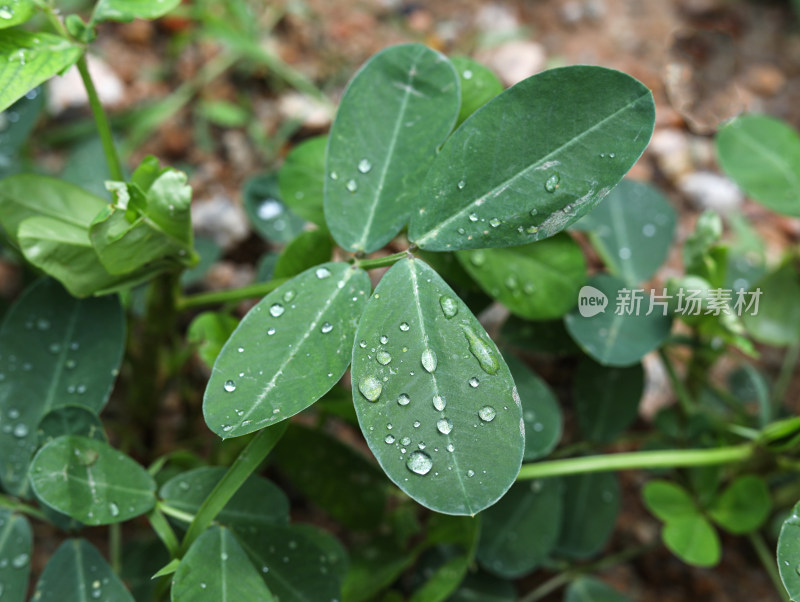 春天绿色的植物叶子树叶和水滴雨滴