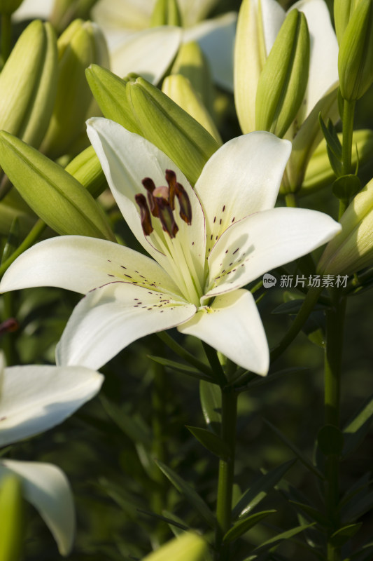 芬芳漂亮百合花