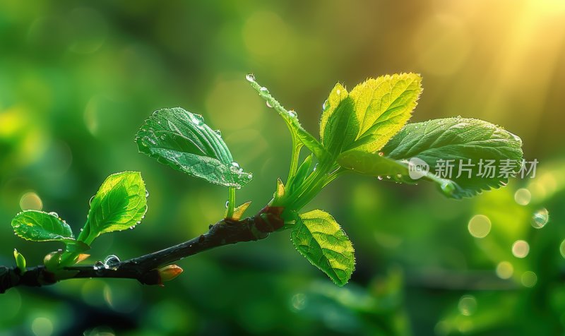 阳光植物发芽逆光树叶嫩芽自然背景