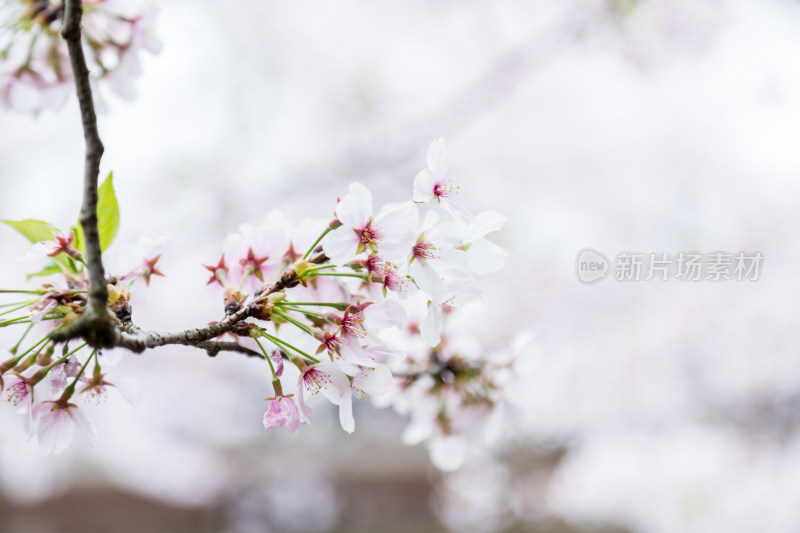 盛开的樱花