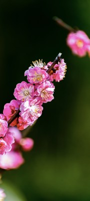 特写粉色绽放梅花花枝