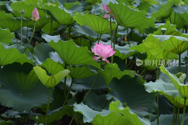 广东东莞：清溪公园荷花盛开