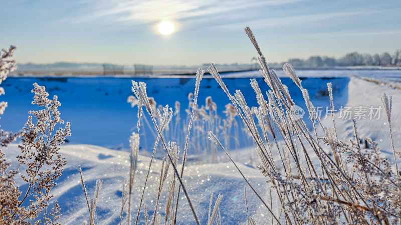 晴空万里雪地里苇草看向清晨太阳