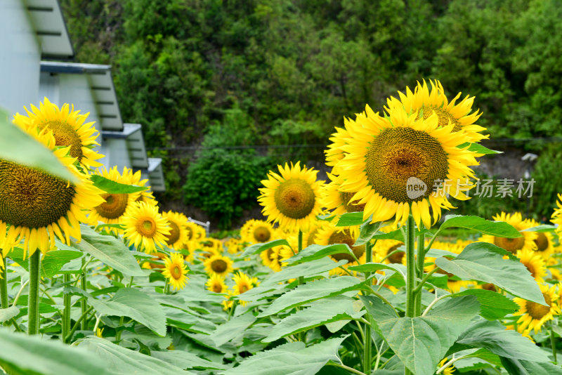 美丽田野田园太阳花葵花花朵向日葵航拍