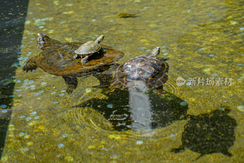 许愿池中的乌龟鳄龟硬币