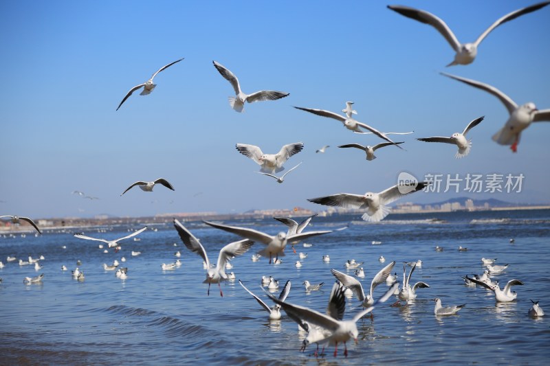 海边群飞海鸥自然景象