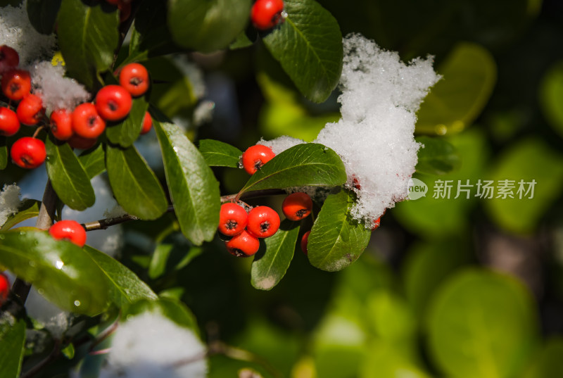 冬日红色浆果上的雪节气背景图