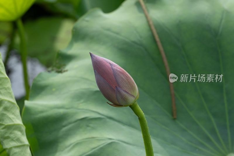 含苞待放的荷花与荷叶