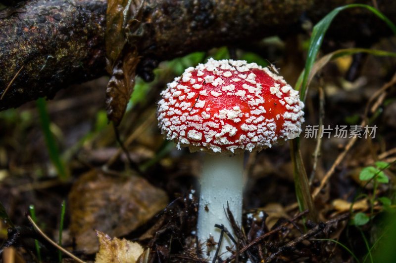 野生菌野生菌蘑菇生长环境菌类山菌