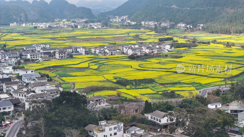 航拍油菜花盛开  美丽乡村