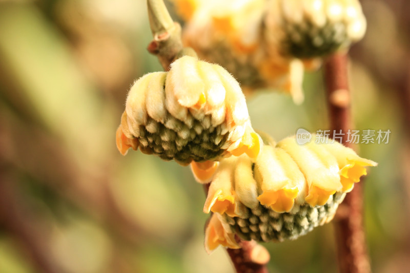 结香花花蕾实拍素材