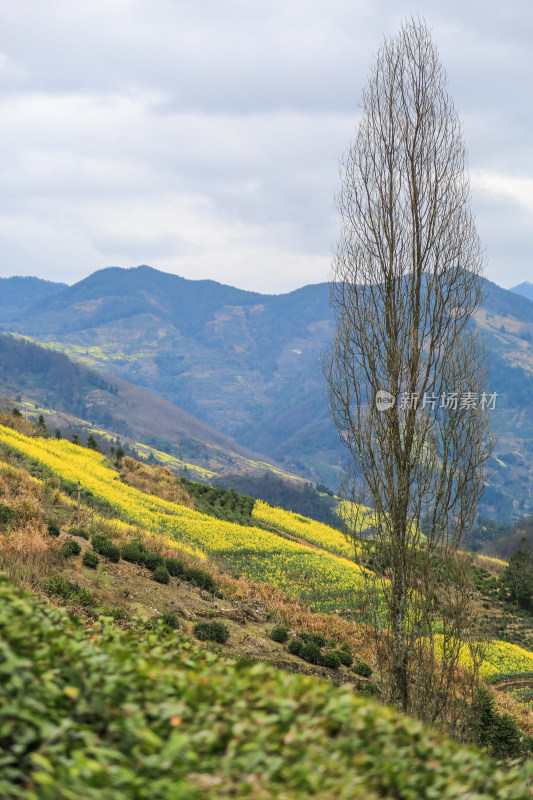 徽州古茶道：歙县文昌古道春天油菜花盛开