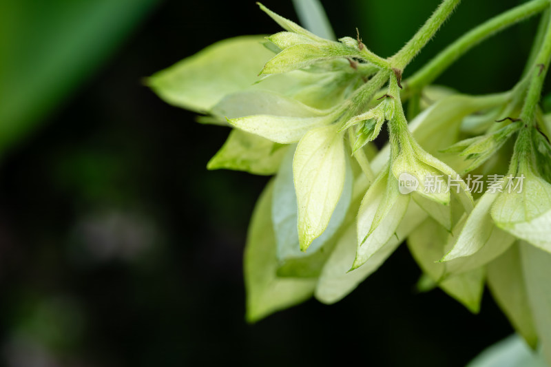 上海辰山植物园玉叶金花微距特写