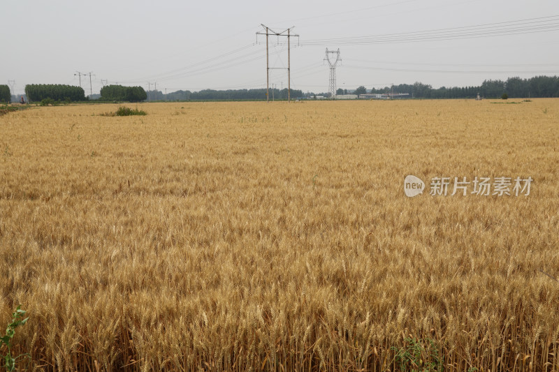 麦田麦子地成熟的小麦